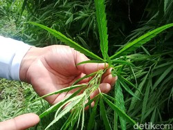 MA Perberat Vonis Pengedar Ganja 89 Kg Jadi Penjara Seumur Hidup