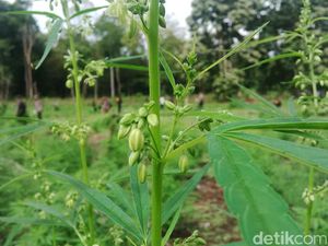 Pengedar Ganja 2,6 Kg Digantung di Singapura, Bagaimana di Indonesia?