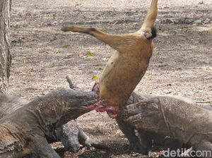 Foto Langka: Komodo Sedang Melahap Mangsa