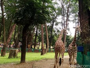 Kawasan Monas Ramai, ke Ragunan Saja Lihat Hewan Lucu