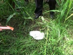 Keji! Bayi Perempuan Dibungkus Plastik Dibuang di Kebun Jagung