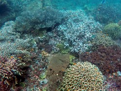 Serupa Raja Ampat, Alam Bawah Laut Cantik Juga Ada di Banyuwangi