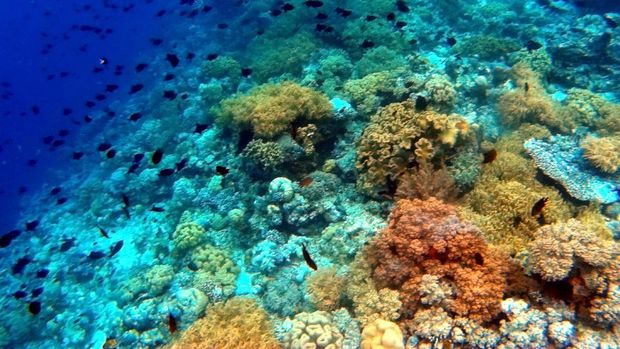 Panorama bawah laut di titik selam Mari Mabuk Pulau Tomia, Waha, Tomia, Wakatobi, Sulawesi Tenggara, Sabtu (5/11). Pulau Tomia memiliki 30 titik penyelaman dan snorkeling dari 48 titik yang terdapat di Kabupaten Wakatobi yang oleh UNESCO telah ditetapkan sebagai pusat cagar biosfer dunia. ANTARA FOTO/Dewi Fajriani/kye/16