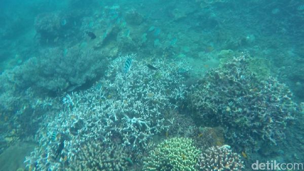 Bangsring: Keajaiban Alam Bawah Laut Banyuwangi