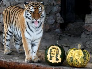 Seekor Harimau di Siberia Prediksi Calon Presiden AS