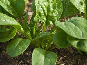 Ada Cuan Jutaan Rupiah di Balik Bisnis Tanaman Saat WFH