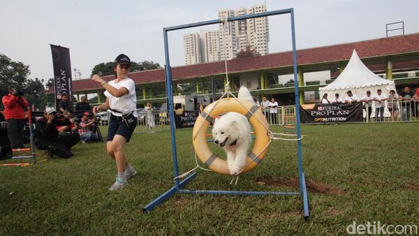 Intip Keseruan Bermain Sambil Melatih Ketangkasan Anjing