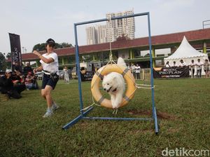 Intip Keseruan Bermain Sambil Melatih Ketangkasan Anjing