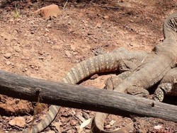 Biawak Langka Ditemukan di Dekat Pusat Kota Canberra
