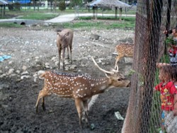 Serunya Main & Kasih Makan Rusa di Taman Kampus USU