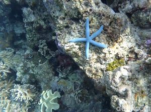 Tempat Diving Keren di Wakatobi, Teman-teman Kamu Belum Tahu