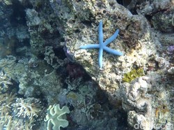 Tempat Diving Keren di Wakatobi, Teman-teman Kamu Belum Tahu