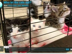 Kota di Australia ini Bentuk Aliansi Warga Basmi Kucing Liar dan Pemangsa