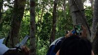 Hutan Tempat Melihat Cenderawasih di Raja Ampat