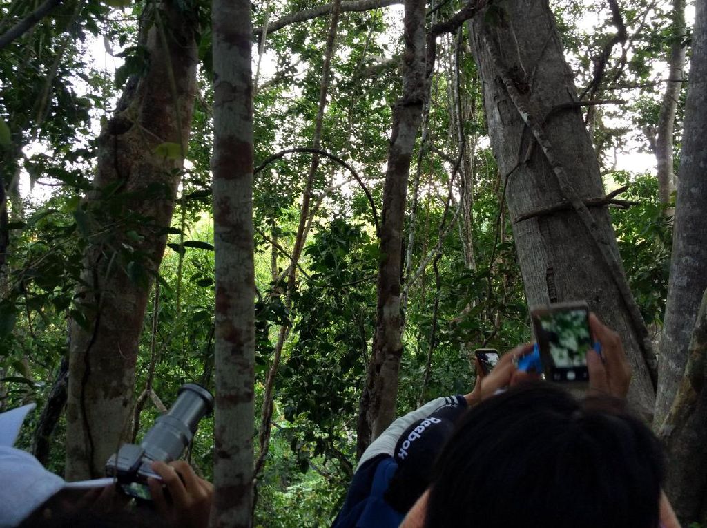 Hutan Tempat Melihat Cenderawasih di Raja Ampat Hutan Tempat Melihat Cenderawasih di Raja Ampat