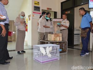 WN China Dibekuk di Bandara Yogya karena Bawa Puluhan Burung di Dalam Koper