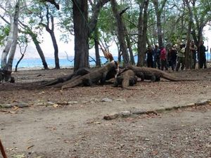 Ngeri! Begini Ganasnya Komodo Saat Makan