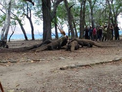 Ngeri! Begini Ganasnya Komodo Saat Makan