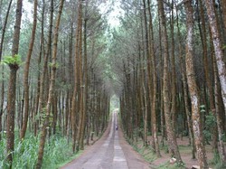 2 Juta Ha Hutan Produksi Telantar, KLHK akan Cabut Izin Kelolanya