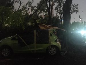 Banyak Pohon Tumbang, Kadis Pertamanan DKI: Kita Tak Menduga Hujan Besar