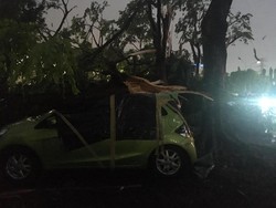 Banyak Pohon Tumbang, Kadis Pertamanan DKI: Kita Tak Menduga Hujan Besar