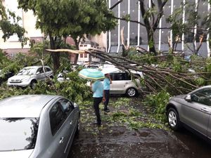 Dinas Pertamanan Bisa Ganti Rugi Mobil yang Tertimpa Pohon, Ini Syaratnya