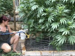 California Legalisasi Ganja dan Tolak Wajib Kondom di Film Porno