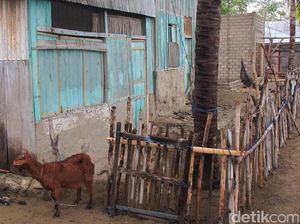 Kandang Kambing Vs Komodo