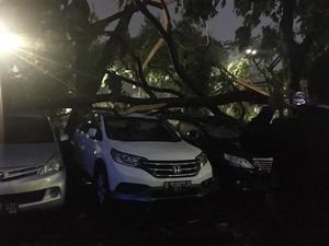 Banyak Pohon Tumbang di Wilayahnya, Wali Kota Jaksel: Sudah Ditangani Semua