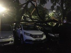 Pohon Tumbang yang Timpa Puluhan Mobil di Panin Bank Senayan Dipotong Manual