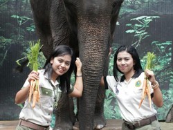 Pawang Hewan Cantik & Penuh Dedikasi di Taman Safari Prigen Pasuruan