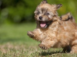 Aplikasi Layanan Pesan Antar di China Hapus Restoran dengan Menu Anjing