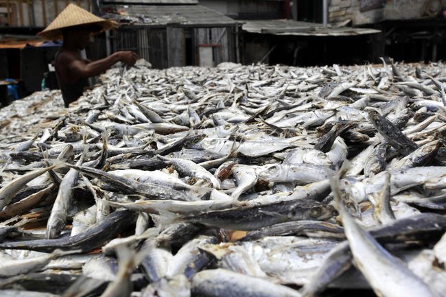 Melihat Proses Pengeringan Ikan  Asin  di Muara Baru