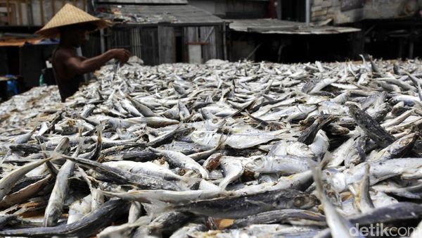 Melihat Proses Pengeringan Ikan Asin di Muara Baru
