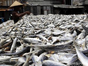 Melihat Proses Pengeringan Ikan Asin di Muara Baru