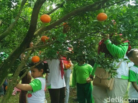 Suasana petik jeruk (Foto: Reza/detikHealth)