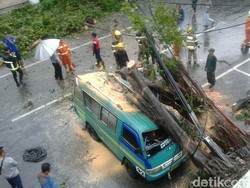 Waspada Berteduh Saat Hujan, Banyak Pohon Rawan Tumbang di Bandung