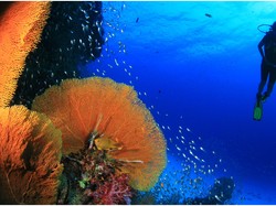 Kejar Target 2017, Kemenpar Sapa Divers di DEMA Las Vegas