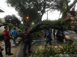 Begini Cara Pemkot Bandung Waspadai Pohon Tumbang