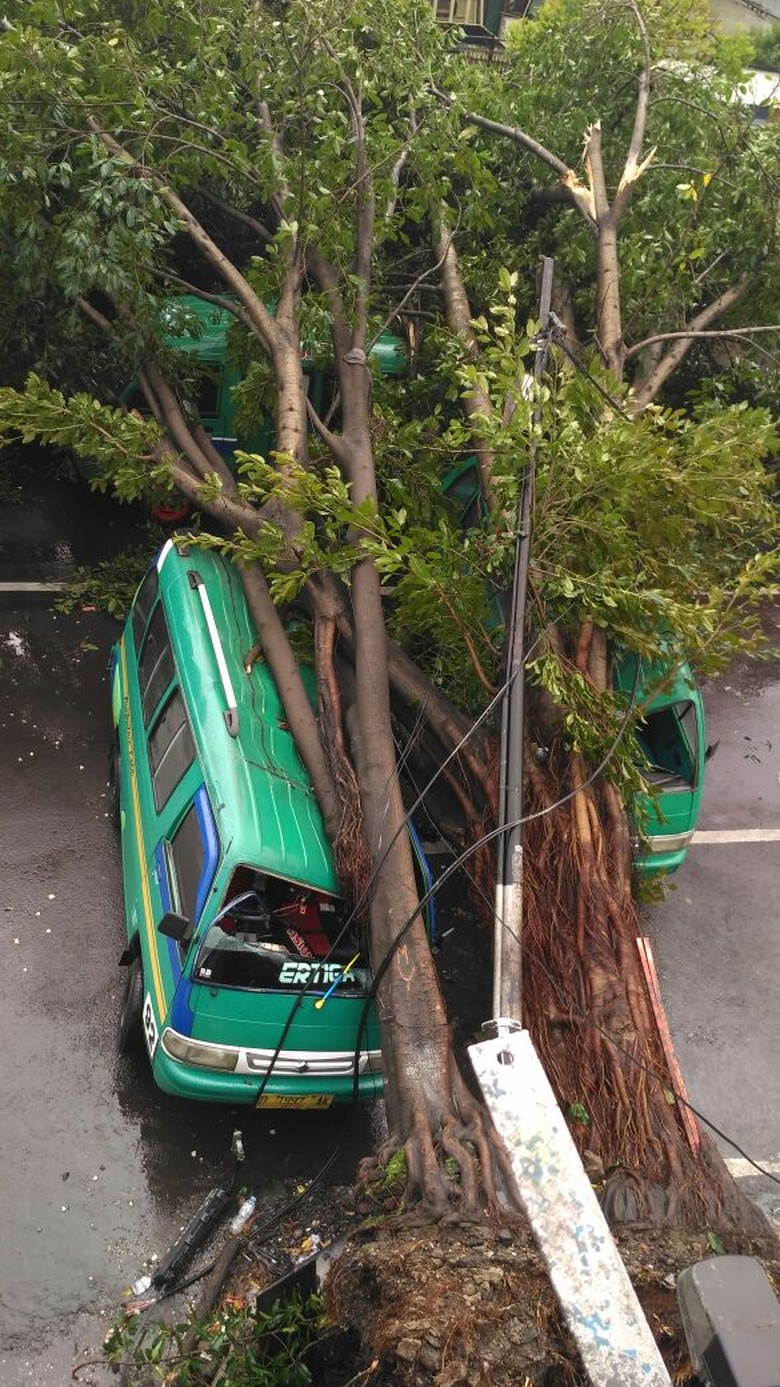 Dua Angkot di Bandung Ringsek Tertimpa Pohon Tumbang, Ini Penampakannya