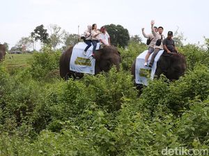 Wisata Tunggang Gajah DIlarang, Inpres Gajah Kalimantan-Sumatera Diterbitkan