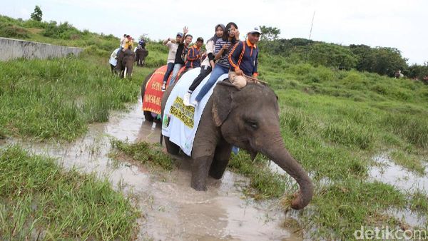 Risers Datsun Naik Gajah di Way Kambas