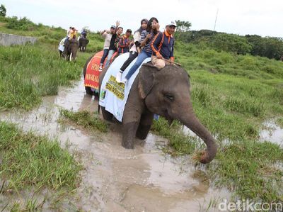 Risers Datsun Naik Gajah di Way Kambas