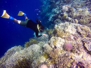 Keindahan Bawah Laut Pulau Menjangan, Maldives-nya Bali Nih! Keindahan Bawah Laut Pulau Menjangan, Maldives-nya Bali Nih!
