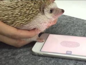 Kisah Landak Mewah, Buka iPhone Pakai Sidik Jari