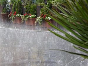 Puncak Musim Hujan, Dinas Perkebunan Jabar Waspadai Penyakit Tanaman Puncak Musim Hujan, Dinas Perkebunan Jabar Waspadai Penyakit Tanaman