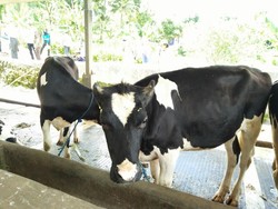 Peternak Sapi Perah: Kalau Hitungan Akuntasi, Kami Rugi Terus Jual Susu