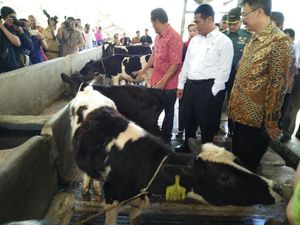 Kejar Swasembada Daging, Mentan Bidik 3 Juta Ekor Sapi Bunting di 2016 Kejar Swasembada Daging, Mentan Bidik 3 Juta Ekor Sapi Bunting di 2016