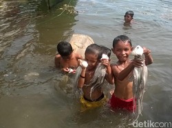 Uniknya Indonesia, Anak Kecil di Wakatobi Tangkap Gurita Pakai Tangan
