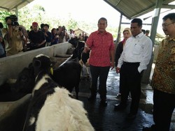 Mentan Heran: RI Ekspor Sperma Sapi, Tapi Dagingnya Impor